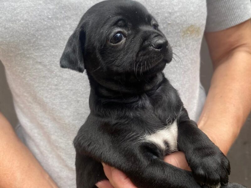 ASTRO