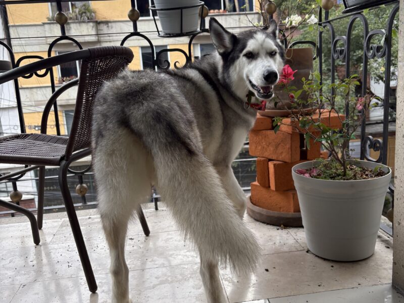 LOBO
