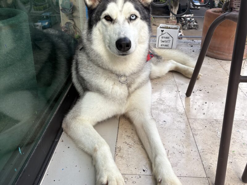 LOBO