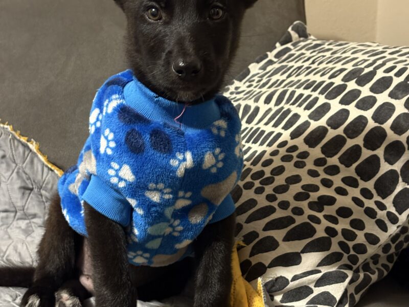 VALENTINO