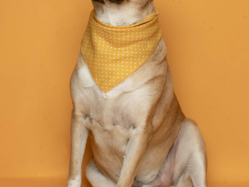PABLO