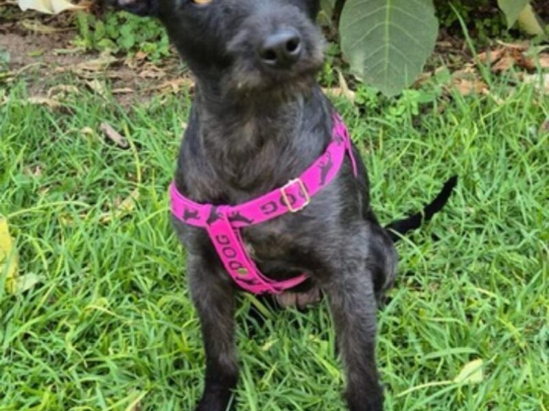 CORA