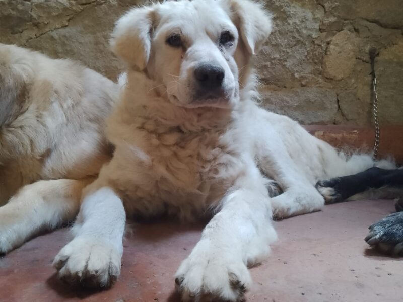 POLAR
