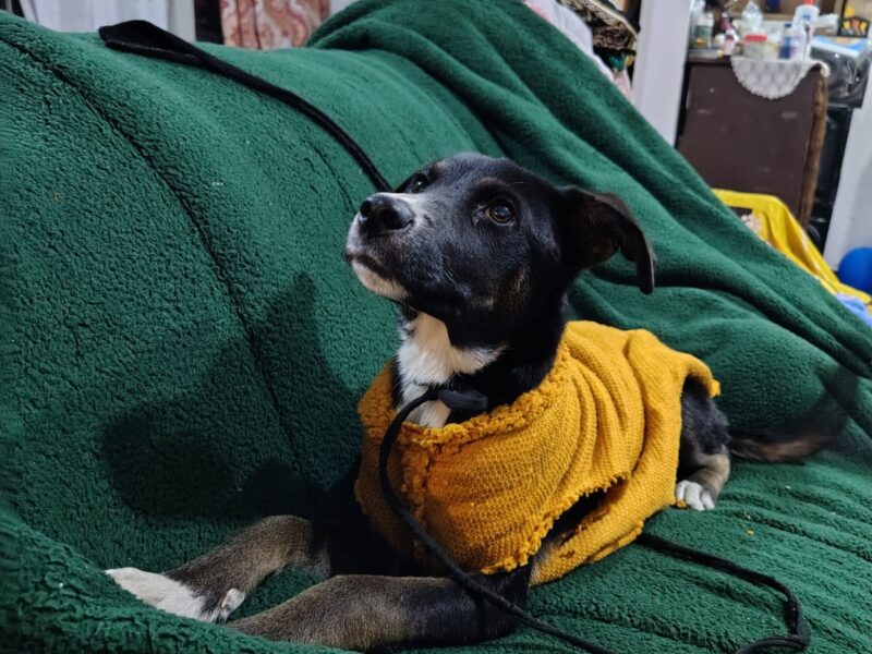 LAIKA