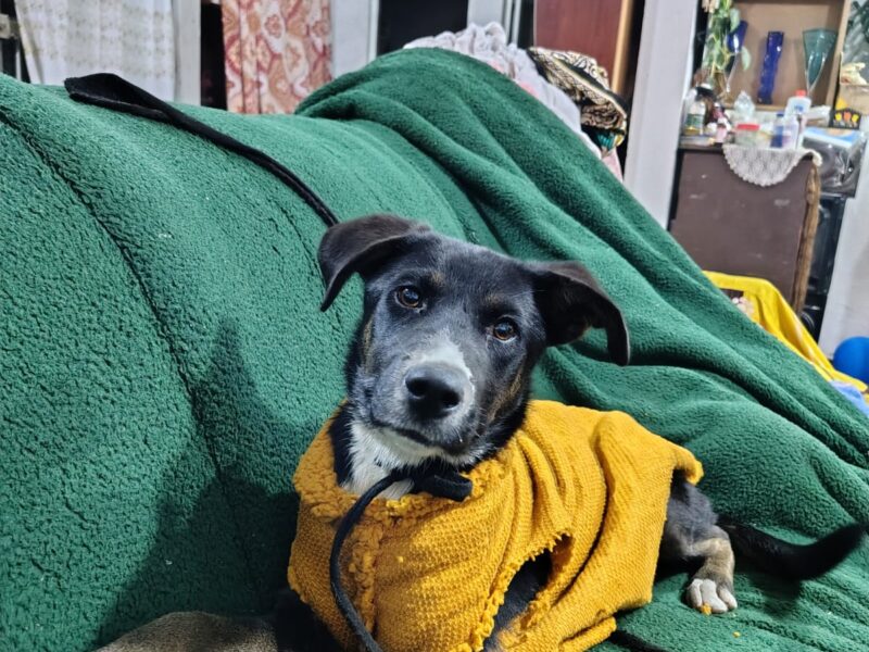 LAIKA