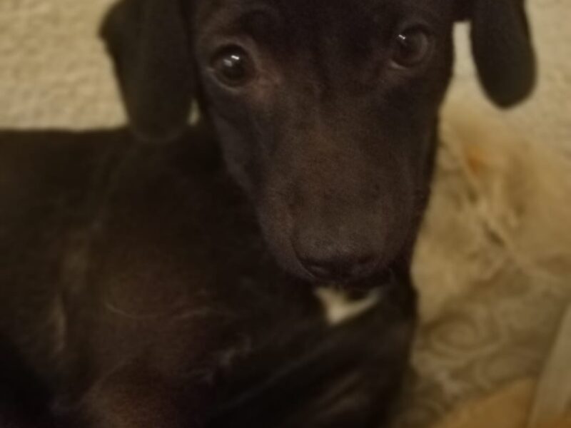 Zia