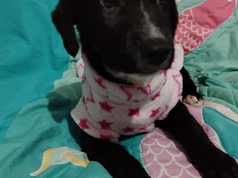 Lila