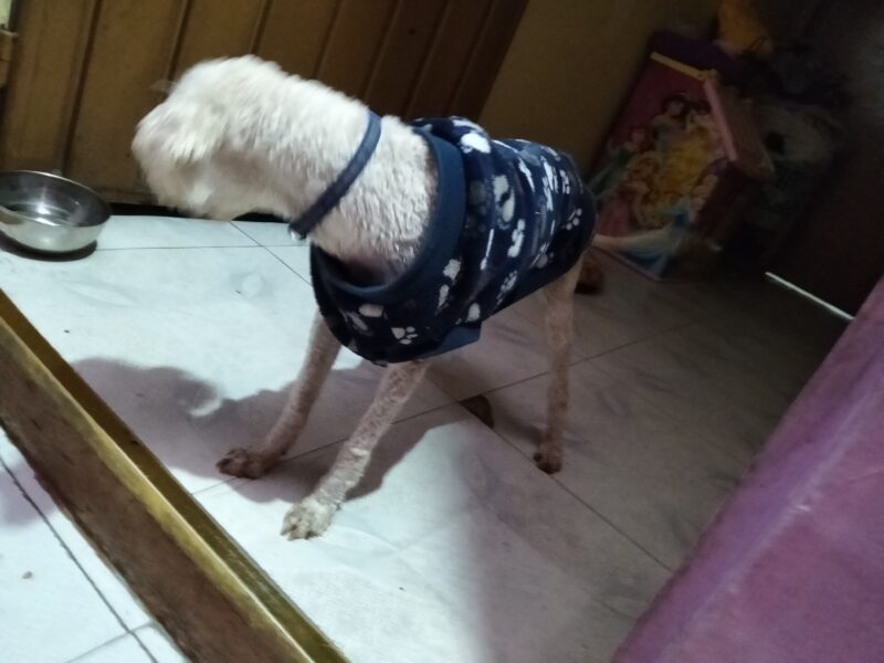 Chinos