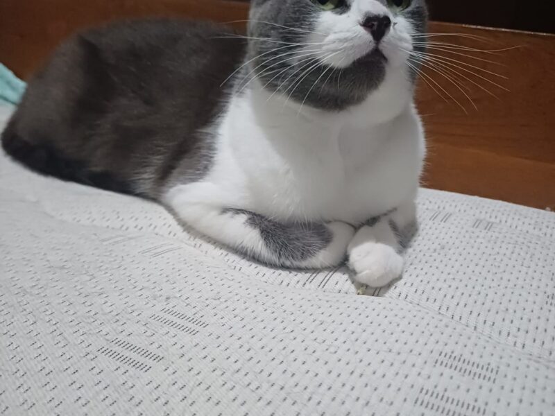 PIMPINELA