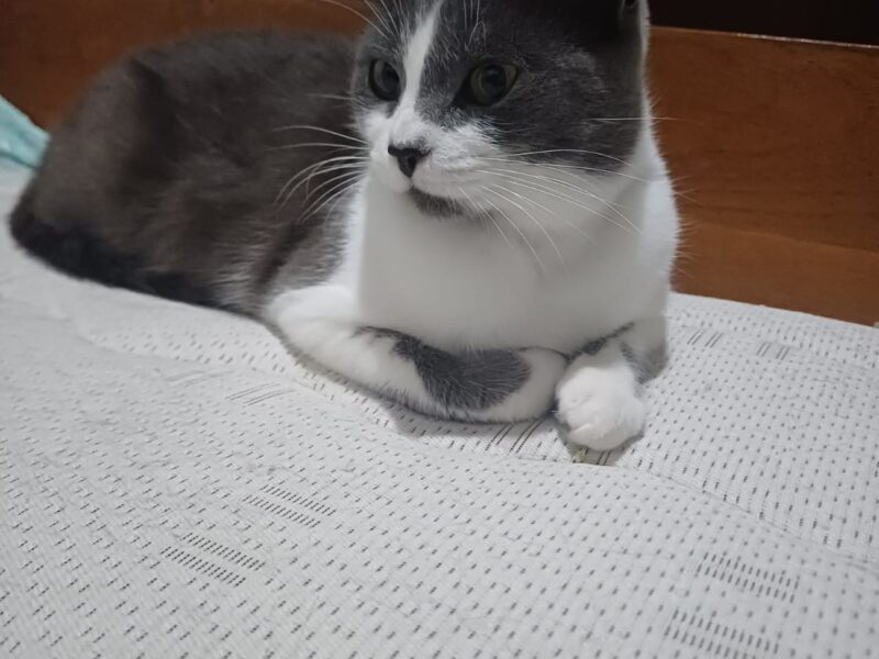 PIMPINELA