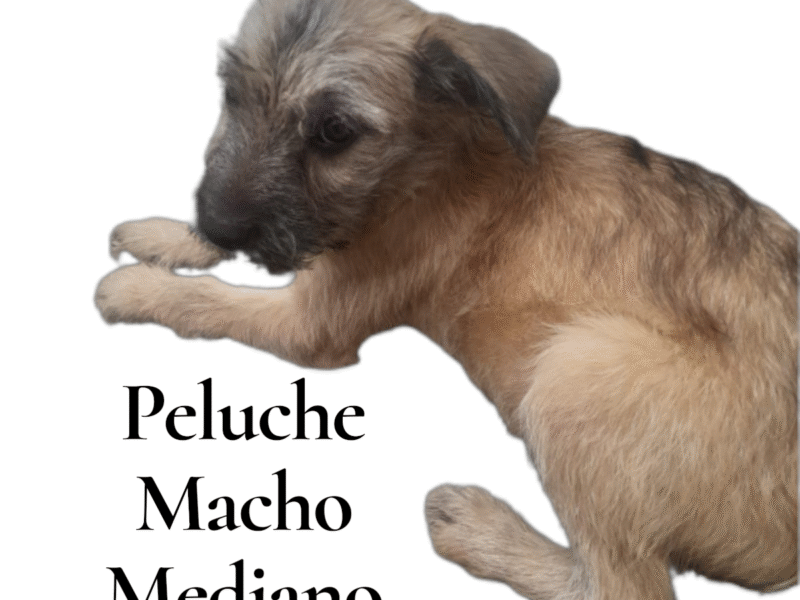 PELUCHE