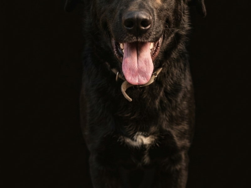 MAXIE
