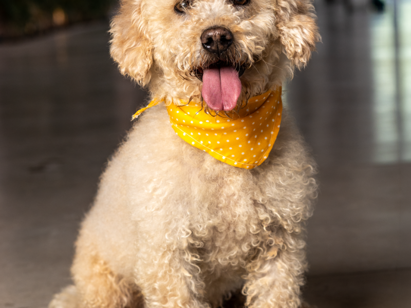 ODIE