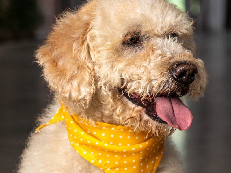 ODIE