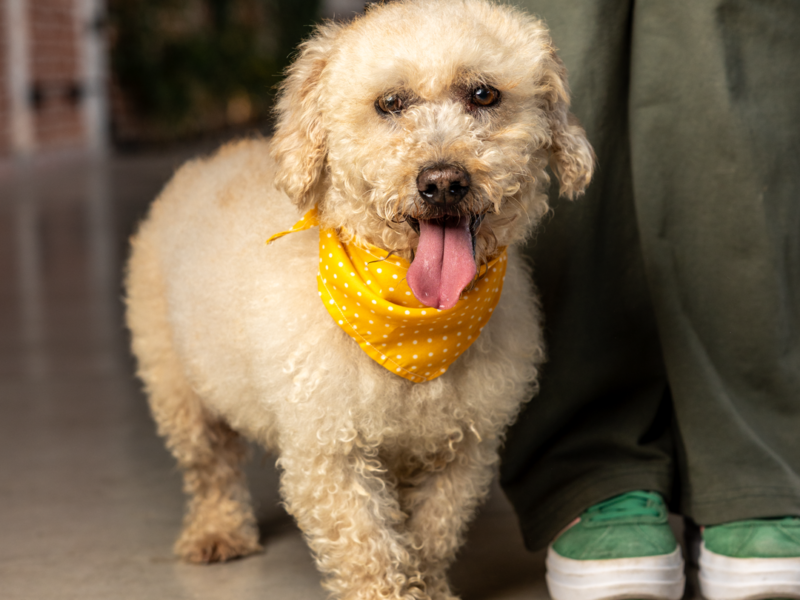 ODIE