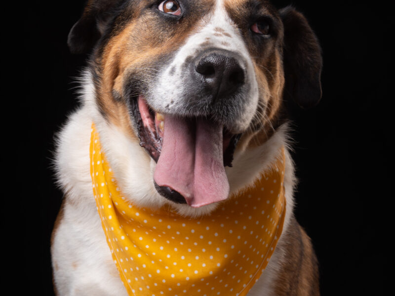 DAISY