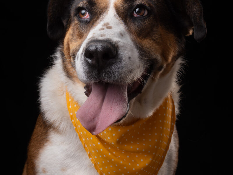 DAISY