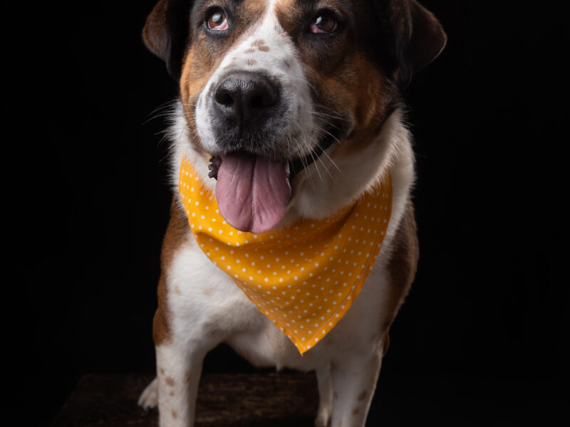 DAISY