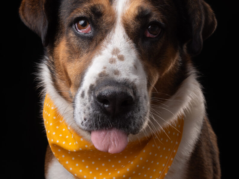 DAISY