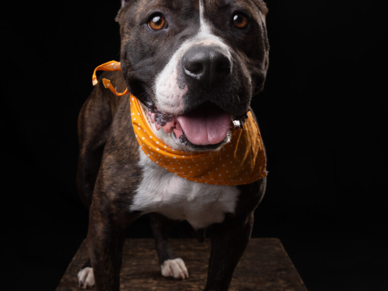 BONNIE