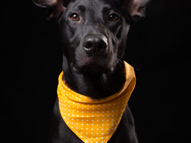 BRUNO