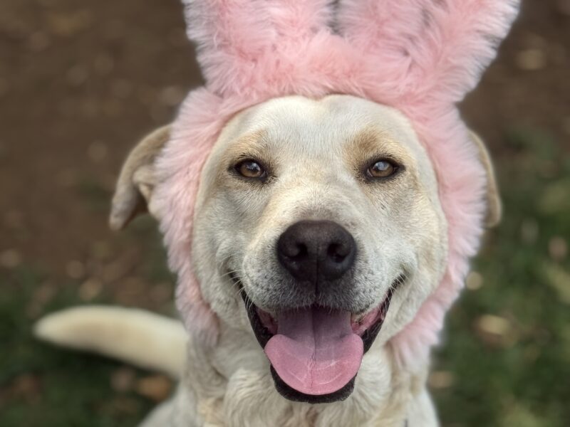NIEVES