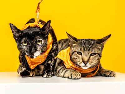 KIKI Y MIEL