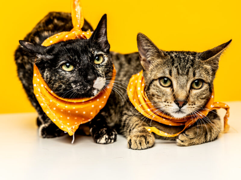 KIKI Y MIEL