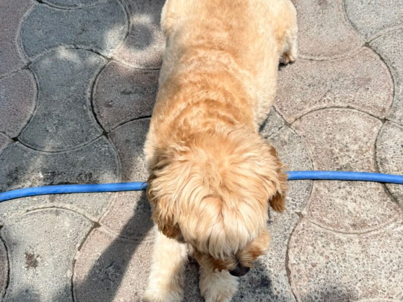 RUFFO