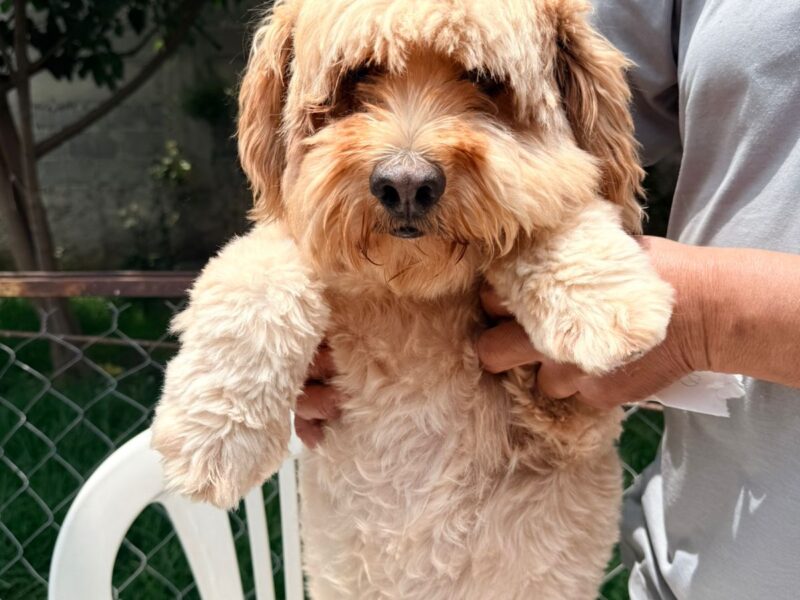 RUFFO