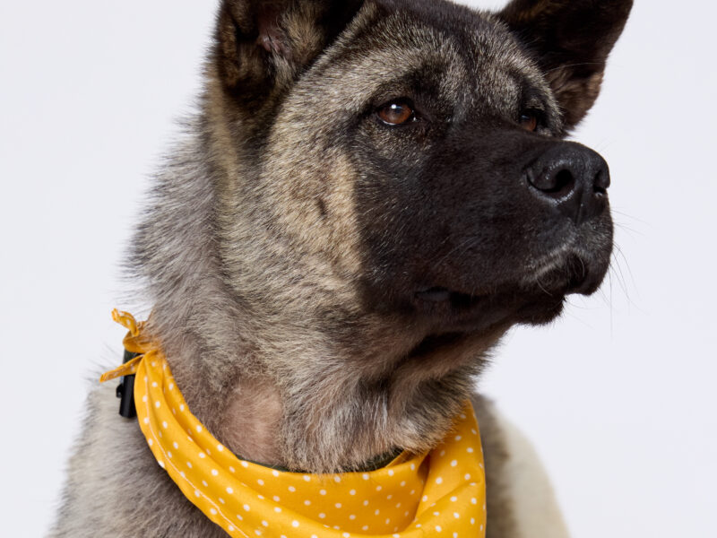 OSITA
