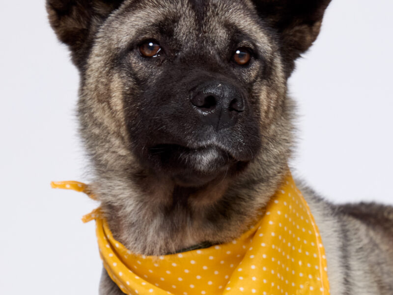 OSITA