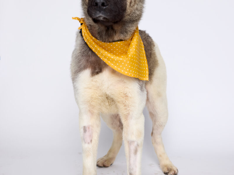 OSITA
