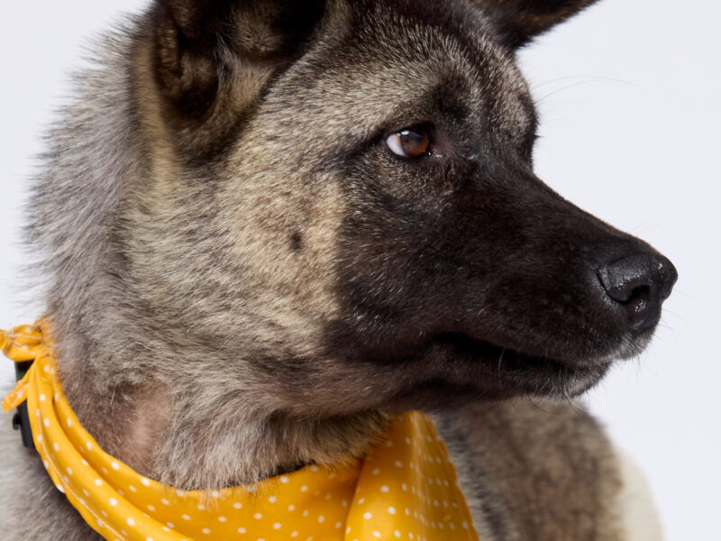 OSITA