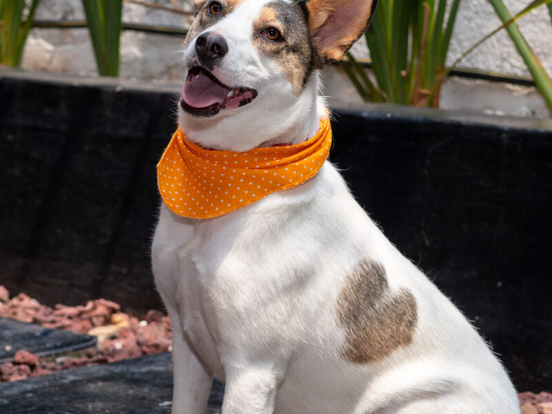 LAIKA
