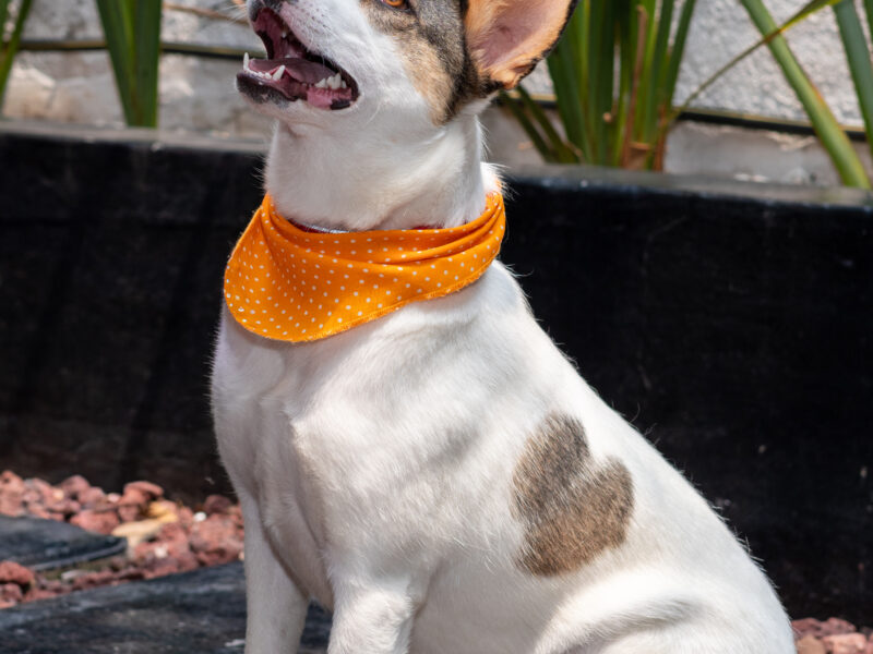 LAIKA