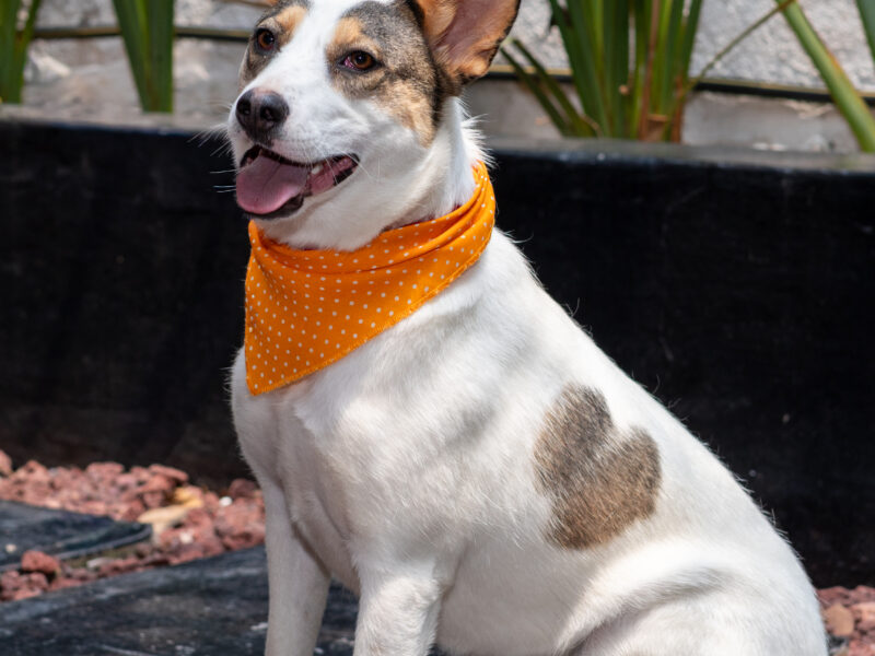 LAIKA