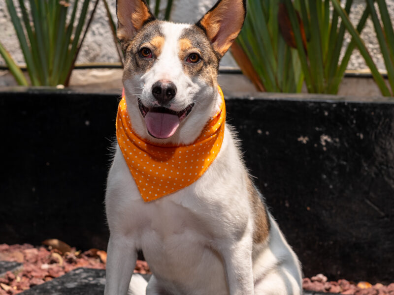 LAIKA