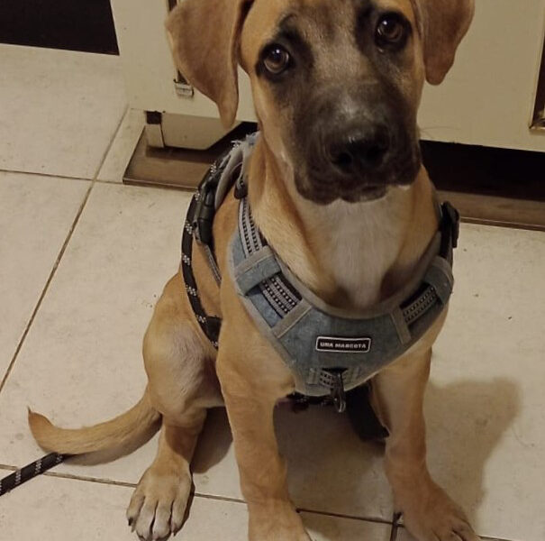 OLIVER