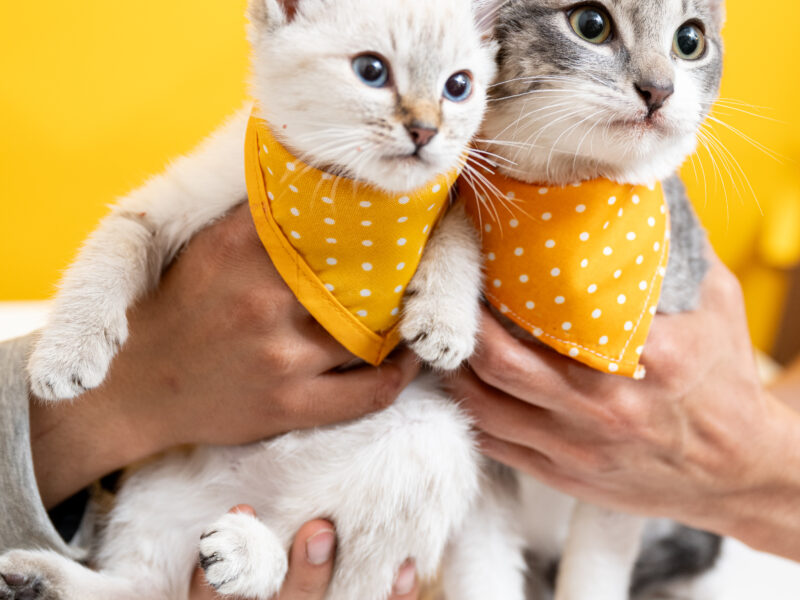 CAÑITA Y TIGRE