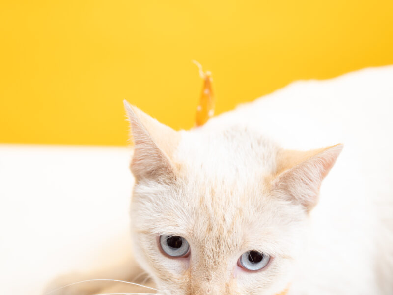 KUMO