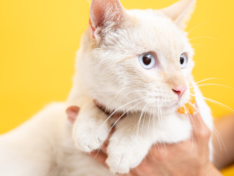 KUMO
