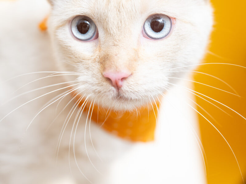 KUMO