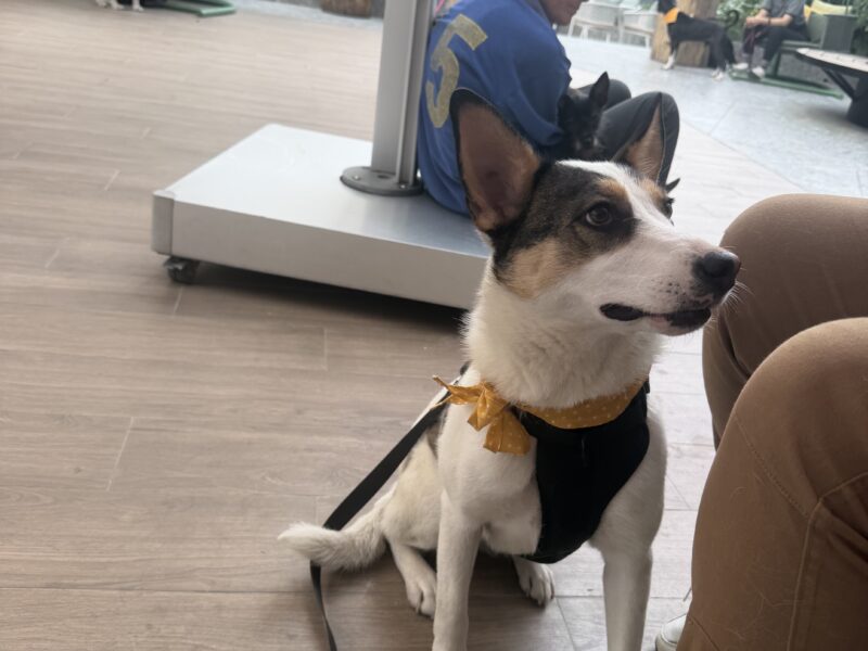 LAIKA