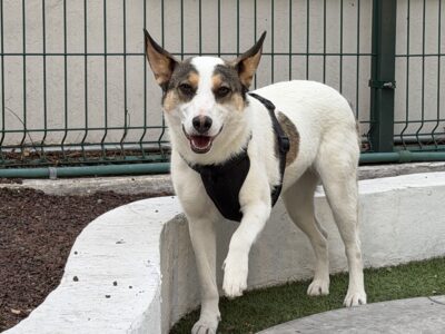 LAIKA