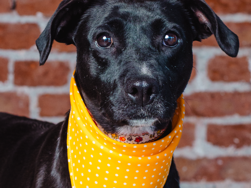 DARA