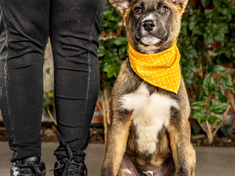 BRUNO