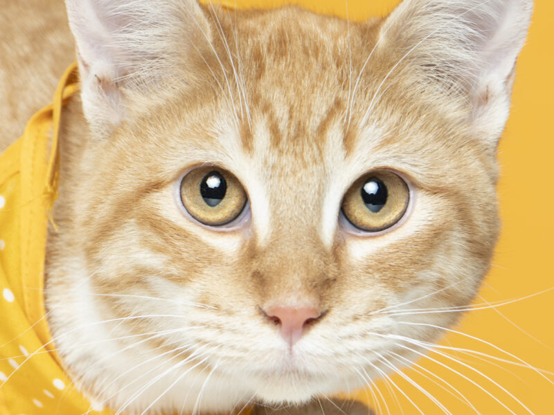 NARANJITO