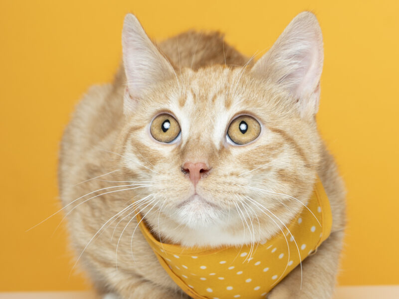 NARANJITO