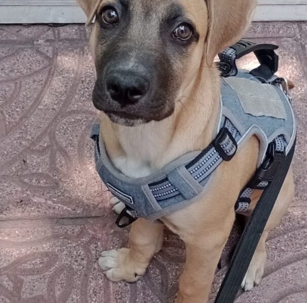 OLIVER